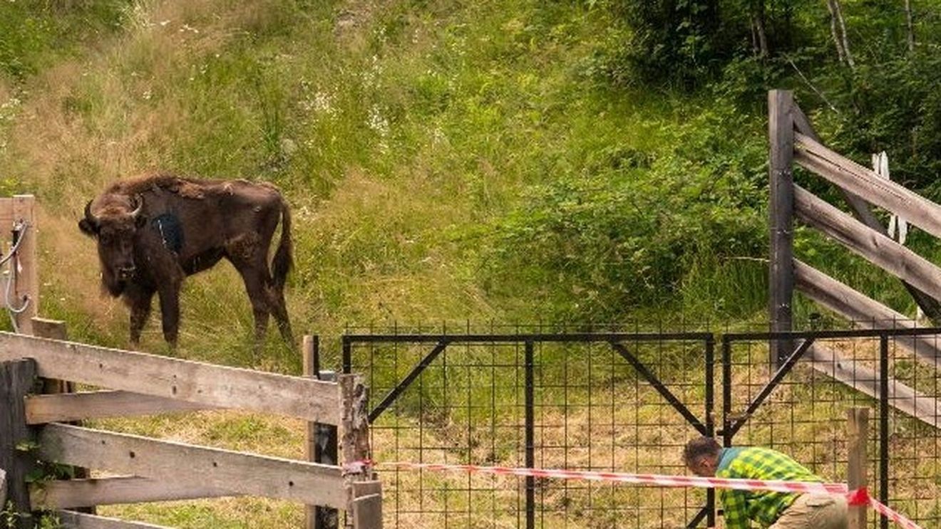 Neamţ: Un zimbru a apărut în localitatea Târpeşti; a fost emis mesaj RO-ALERT
