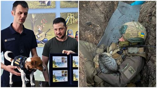 Războiul din Ucraina: Impactul devastator pe care îl are conflictul asupra animalelor / Cum au devenit pisicile „arma secretă a Ucrainei”