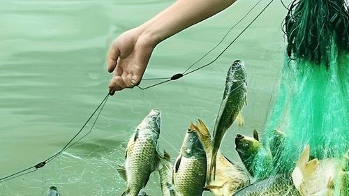 Preşedintele Iohannis a atacat din nou la CCR Legea acvaculturii