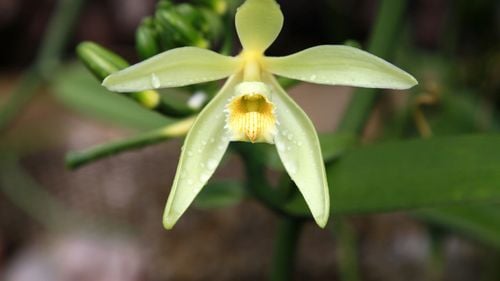 Cum a ajuns vanilia un condiment global, datorită unui băiat de 12 ani (BBC Travel)