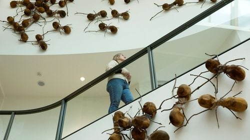 Rijksmuseum din Amsterdam, invadat de furnici uriașe. Artistul columbian Rafael Gomezbarros îşi propune să atragă atenţia asupra problemelor migraţiei şi strămutării forţate