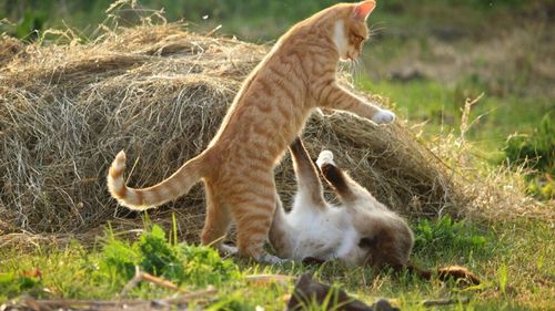 De ce se bat pisicile: Cauze diferite la femele și masculi. Cum previi conflictele dintre feline