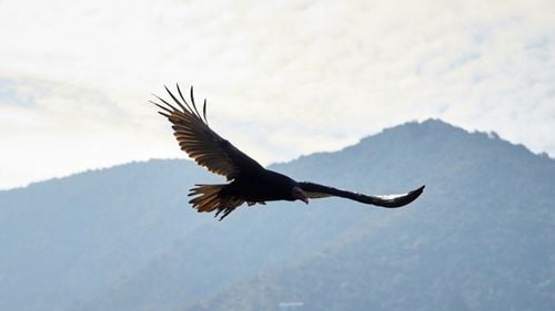 Cum au reușit nativii americani din California de Nord să readucă condorii pe teritoriul lor istoric / Condorul californian, cea mai mare pasăre de pe continent, este un animal sacru pentru Națiunea Yurok