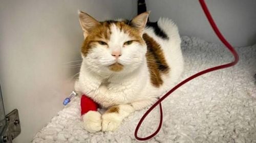 Și câinele, și pisica pot dona sânge. Care sunt criteriile pentru ca animalele de companie să devină donatoare și să salveze vieți