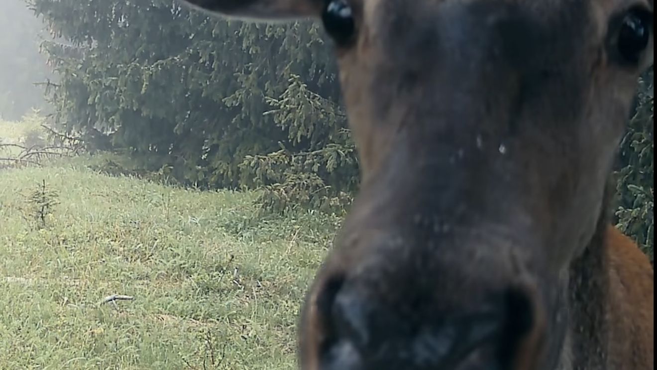 VIDEO Un cerb curios, surprins în timp ce-și face ”un selfie„ în Parcul Național Retezat / Pare foarte interesat de camera video montată de pădurari