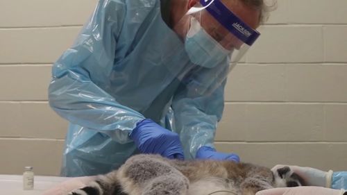 Grădina zoologică din orașul american Philadelphia a început să vaccineze animalele împotriva COVID-19