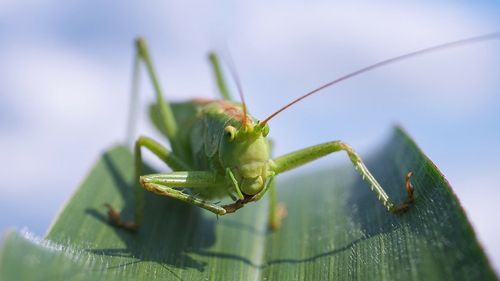 Autoritatea europeană în domeniul alimentar: Viermele de făină este sigur pentru consumul uman/ EFSA are în analiză alte 14 solicitări pentru insecte, de la greieri la lăcuste