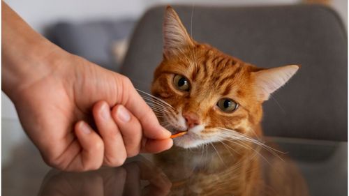 Avertismentul unui veterinar: „Nu mai dați suplimente pisicilor dacă nu au nevoie. Le faceți mai mult rău”