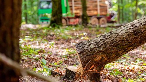 Fereastră pentru tăieri ilegale de pădure? Companiile din industria lemnului acuză blocaje și erori ale aplicației SUMAL, lansată de câteva zile / Goțiu: Ce s-a tăiat în pădurile României poate fi transportat fără un control real