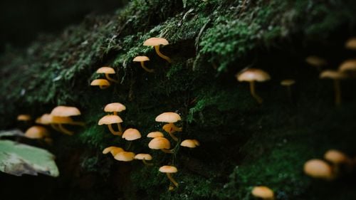 O ciupercă care te poate „mânca din interior” s-ar putea răspândi pe măsură ce planeta se încălzește