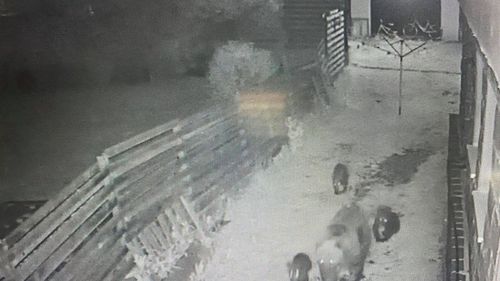 Ursoaică surprinsă în timp ce intra într-o cofetărie și în garajul primarului din Tușnad