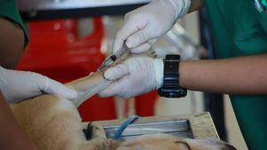 Cum depășești pierderea unui animal de companie / ”Ar trebui să crezi că oamenii sunt mai importanți decât animalele”