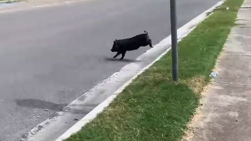 VIDEO: Porc pierdut în Texas, capturat cu ajutorul publicului și al unei echipe de știri TV