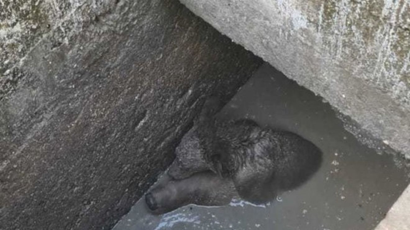 O ursoaică și-a salvat puiul după ce a căzut într-o fosă septică, la cota 1400, în Sinaia: L-a ținut pe capul ei / Animalul a ieșit folosind o scară pusă de jandarmii montani