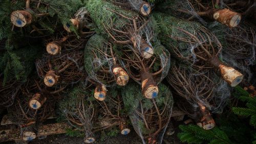 Mii de brazi care au ajuns la ghenele de gunoi din Arad sunt colectați și transformați în compost