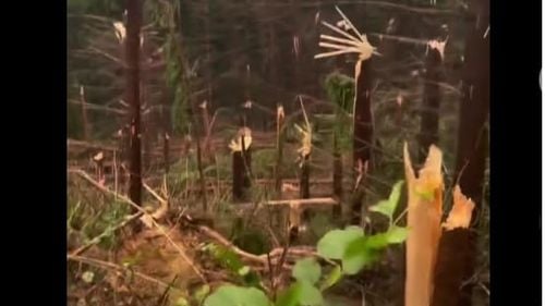 VIDEO Pădure pusă la pământ de o furtună puternică într-un sat din Maramureș