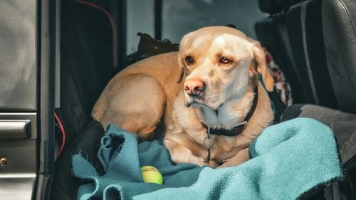 Un câine pierdut în urmă cu doi ani a revenit în familie după ce a fost găsit întâmplător de Protecția Animalelor și identificat datorită microcipului și înregistrării patrupedului