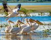 Ziua Mondială a Mediului: Cinci semne ale crizei climatice și ale declinului biodiversității în România / De la turbării și Delta Dunării până la valurile de căldură din Marea Neagră