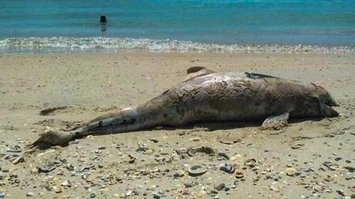 Victime colaterale / De la începutul războiului în Ucraina, în Marea Neagră au murit cel puţin 5.000 de delfini: este o tragedie ecologică / Sonarele submarinelor dăunează auzului delfinilor și îi dezorientează - expert