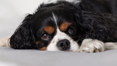 Top 10 rase de câini preferate de medicii veterinari și dresori: sunt blânzi și au un comportament exemplar