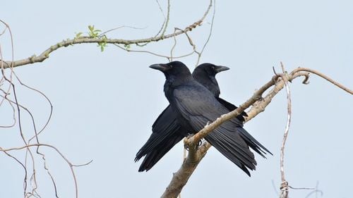 Primăria Lugoj cere ajutorul altor orașe din țară pentru a scăpa de ciori și porumbei / Primar: ”Ce lasă în urmă reprezintă un adevărat dezastru. Băncile, locurile de joacă și aleile sunt pline de excremente”