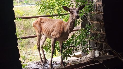 Căprioară atacată de câini a fost salvată de jandarmii hunedoreni / Animalul a fost eliberat în mediul său natural
