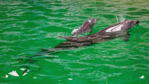 A murit “Baby”, primul pui de delfin născut la Constanța / Peste jumătate din puii de delfin născuți în captivitate la nivel mondial nu supraviețuiesc mai mult de un an