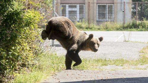 Peste 200 de localnici din Băile Tuşnad au participat la un marș pentru a atrage atenția în privința urșilor care sunt prezenți zilnic în stațiune