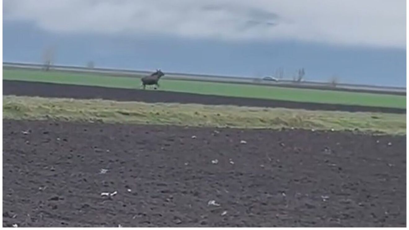 VIDEO: Imagini rare cu un elan surprins pe un câmp din Alba. Este a doua oară când a fost văzut un asemenea animal în Transilvania în ultimele luni