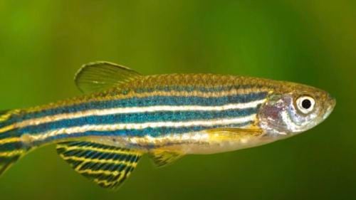 STUDIU: Peștele zebră își repară inima / Se caută genele care permit acest lucru, pentru a se realiza viitoarele terapii pentru oameni