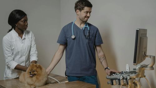 Un centru de urgenţe veterinare şi adopţii urmează să fie edificat de către Primăria Capitalei