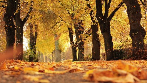 Temperaturi mai ridicate față de cele normale în toată luna noiembrie, anunță meteorologii