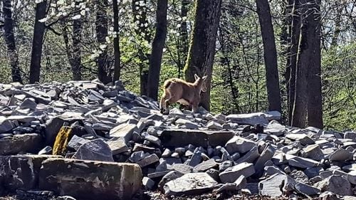 Grădina Zoologică din Târgu Mureș organizează în 9 iunie „Noaptea de vis la Zoo” pentru copiii cu dizabilități sau bolnavi cronici și pentru familiile acestora
