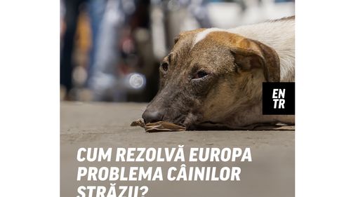 VIDEO Ce fac europenii pentru animalele fără stăpân/ Soluții, reguli și pedepse în Olanda, Germania, Franța și Spania