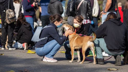 Sfaturile unui specialist pentru cei care adoptă animale de la adăpost: Dacă nu pui reguli în terenul câinelui tău, pur şi simplu încurajezi comportamentul dominant şi agresiv/ Mulți au adoptat câini în pandemie, apoi i-au abandonat