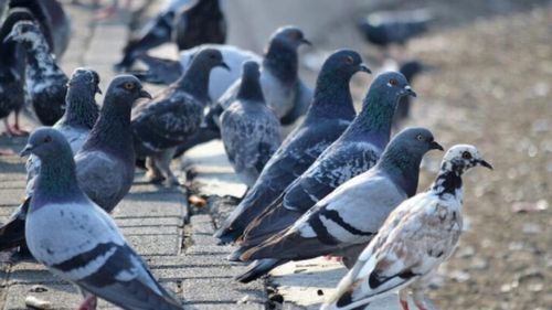 Interdicție fără precedent la Roma: o femeie nu mai are voie să hrănească porumbeii după ani de conflicte cu vecinii: „Suntem prizonieri în propriile case”