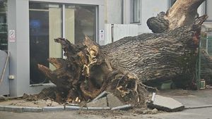 Fundația Eco-Civica: S-a dus un mare simbol al Bucureștiului! A căzut singurul stejar stradal din oraș, martor al foștilor Codrii ai Vlăsiei, cu vârsta în jur de 300 de ani