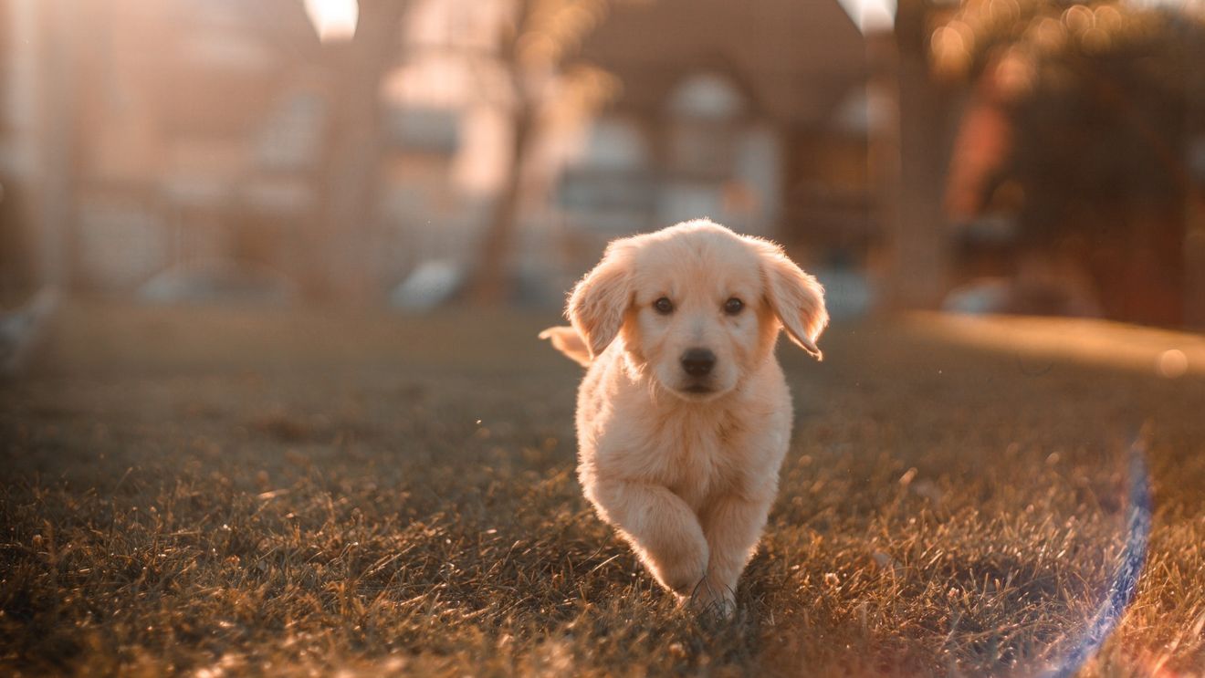 Marea Britanie: Răpirea animalelor de companie va deveni infracțiune penală. Aproximativ 2.000 de câini au fost furați anul trecut
