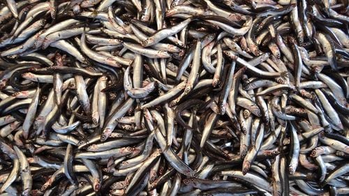 Un studiu asociază nivelurile ridicate de omega-3 cu un risc mai mic de demenţă / În ce alimente se găsește grupul de acizi grași în proporții ridicate