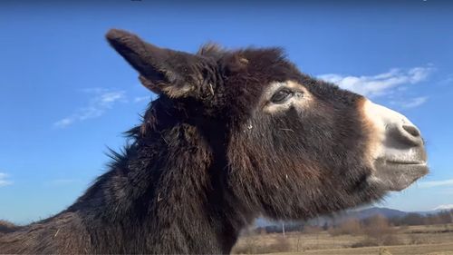 Cum a ajuns bardoul (hibridul rezultat dintre un armăsar și o măgăriță) în caietul de sarcini pentru execuția Autostrăzii Sibiu – Făgăraș. Răspunsul ironic al constructorilor la adresa CNAIR pentru erorile din licitația întârziată