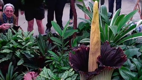 VIDEO Mii de australieni stau la coadă pentru a admira înflorirea rară a unei „flori cadavru”