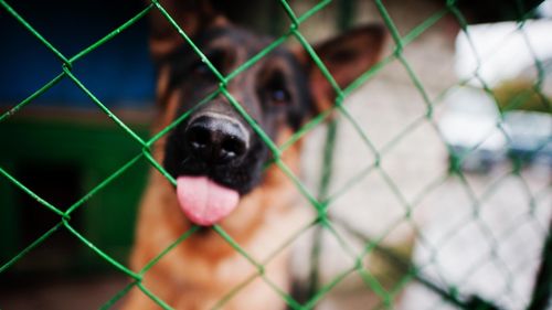 Schimbare de mentalitate în China: 99% dintre locuitorii din Dalian vor interzicerea cărnii de câine și pisică / Se cer legi pentru protecția animalelor de companie