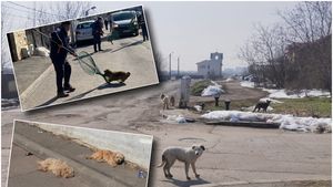 Peste 60 de câini, ridicați de pe străzile din București în prima parte a lunii martie. Acțiunile de capturare continuă
