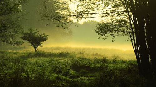 Pădurile, resursa critică a României în tranziția climatică. Prețul inacțiunii depășește câștigurile actuale, arată raportul Starea Climei – România 2025