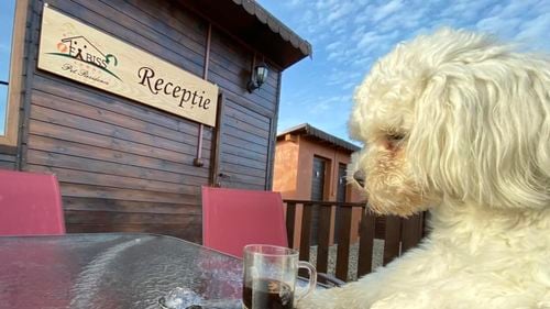 FOTO Pensiune pentru câini după sistemul american, în Timiș. Căsuțele sunt climatizate și fiecare animal are curte proprie. Patrupedele au parte și de taxi