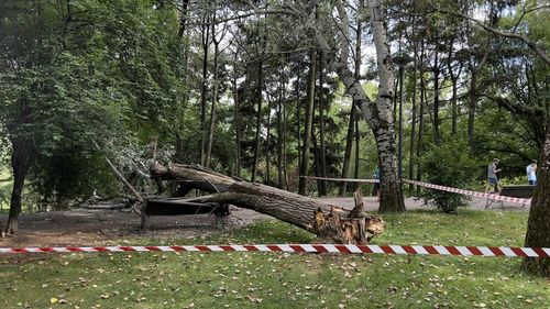 UPDATE Sectorul 3: Un copac greu s-a prăbușit peste o femeie în parcul IOR  / Victima prezintă fracturi și a fost transportată la spital