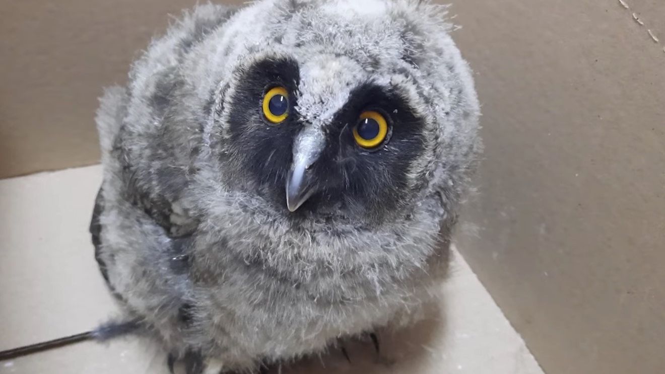 VIDEO Pui de ciuf de pădure, salvat de elevii unei școli din Galați / A fost dus la Focșani, cu un maxi-taxi / Acolo era cea mai apropiată asociație pentru protecția animalelor sălbatice