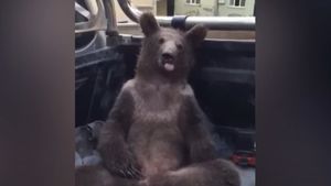 VIDEO Un pui de urs, „amețit” după ce a mâncat prea multă „miere nebună”, a fost salvat de pădurari