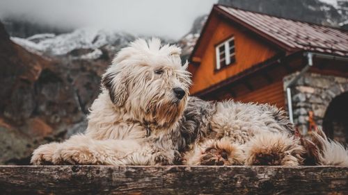 Cel mai scump câine de întreținut costă o avere și trăiește în România. Domină topul celor mai costisitoare rase, e loial și impunător