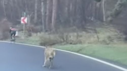 UPDATE VIDEO Un biciclist, urmărit de un lup pe drumul spre Poiana Brașov / Lupul din imagini ar fi o femelă gestantă / ”Uneori, anumite animale sălbatice pot părea dezorientate în prezența oamenilor”